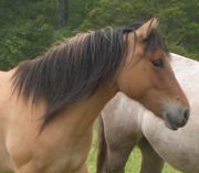 highland pony mare Ceol Beag
        Fiaray